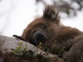 0330-1611 Otway koala (1020883)